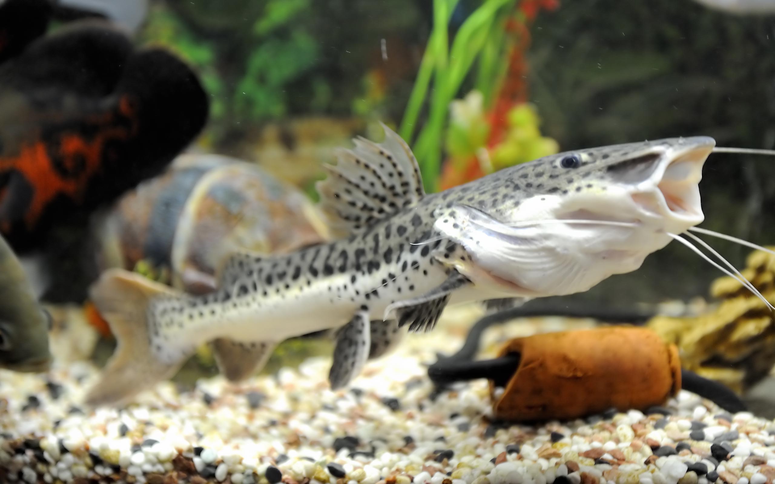 Cool Red Tail Catfish - HD Wallpaper 