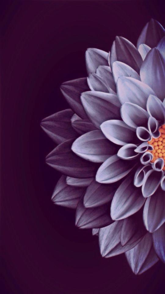 Iphone Wallpaper Blue Flower - HD Wallpaper 
