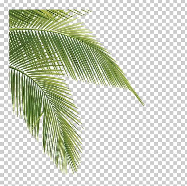 Leaf Asian Palmyra Palm Plants Tree Desktop Png, Clipart, - Coconut Leaves Animated - HD Wallpaper 