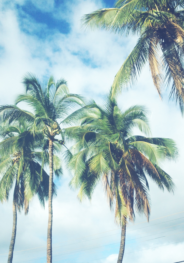 Palm Trees Tumblr Backgrounds - HD Wallpaper 