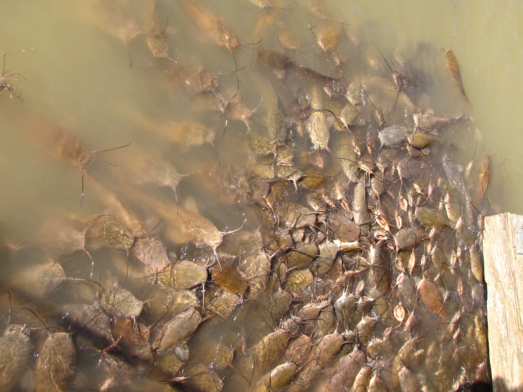 Sh Everywhere Imgur - Flathead Catfish Meme - HD Wallpaper 