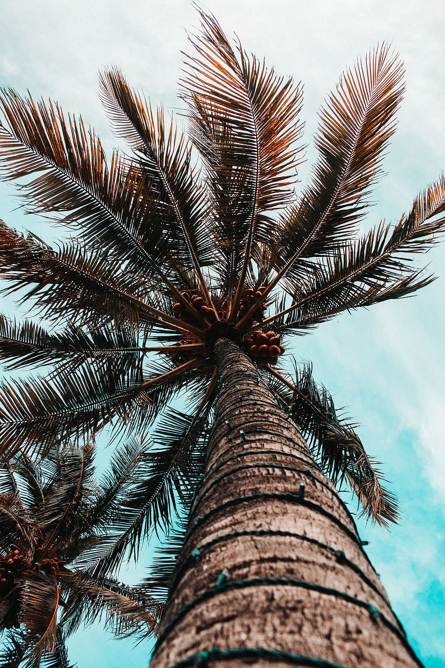 Tree, Plant, Palm Tree, Arecaceae, Bird, Animal, Summer, - Palm Background Iphone - HD Wallpaper 