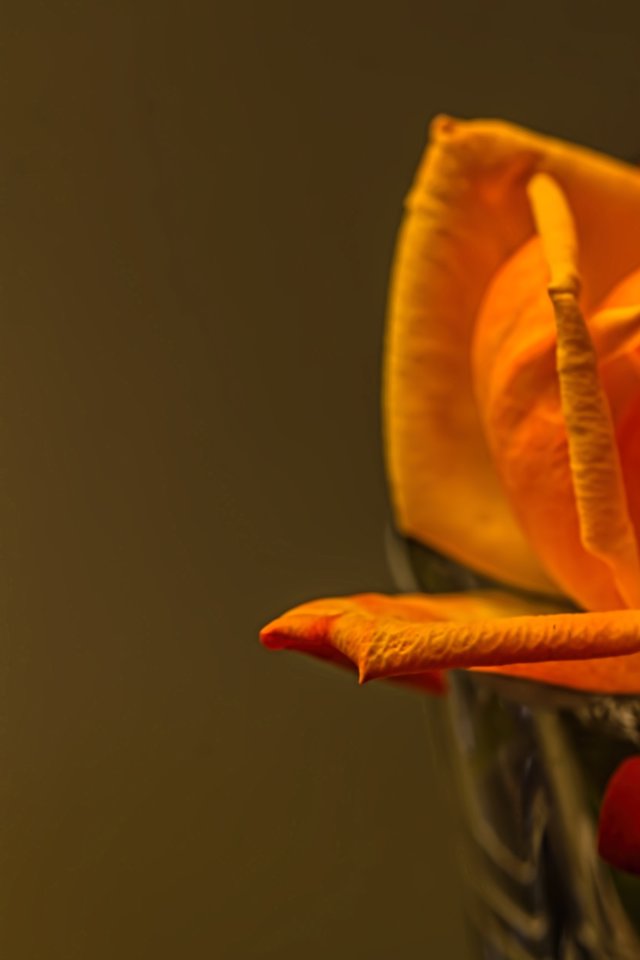 Rose, Yellow, Romantic, Petal, Romance, Flower - Good Night For Husband - HD Wallpaper 