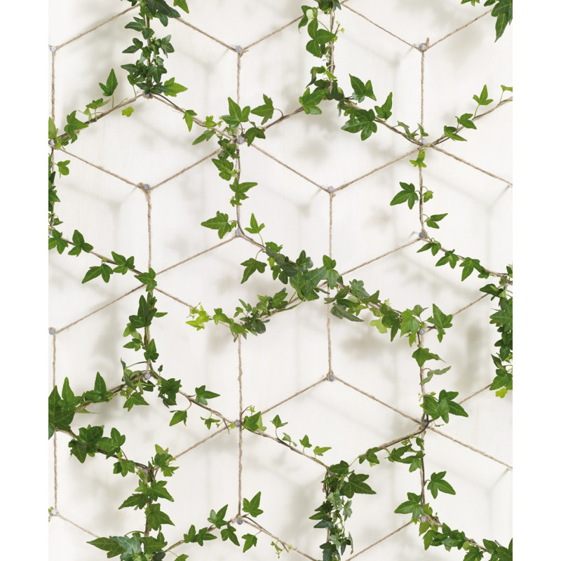 Papier Peint Lierre - HD Wallpaper 