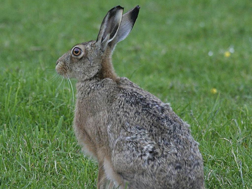 Free Hare Wallpaper Wallpapers Download - Hare Hd - HD Wallpaper 