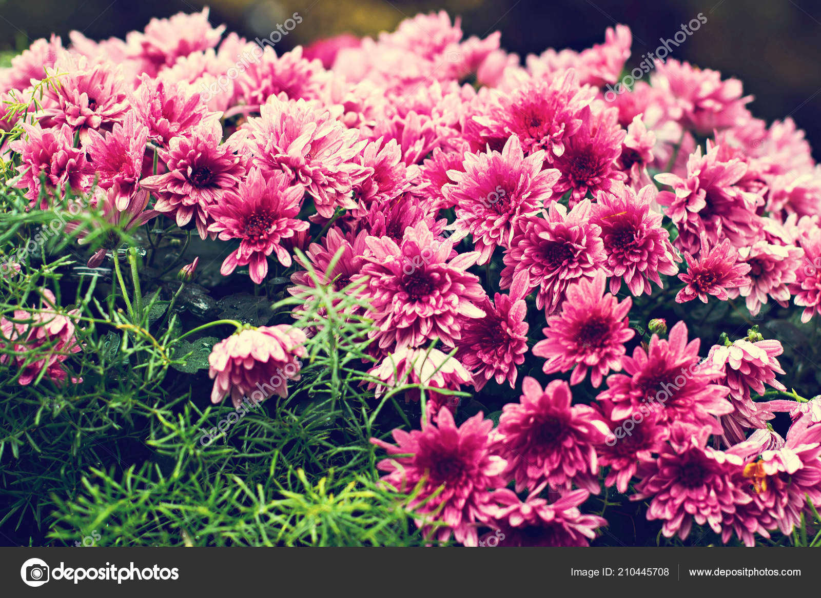 Beautiful Chrysanthemum - HD Wallpaper 