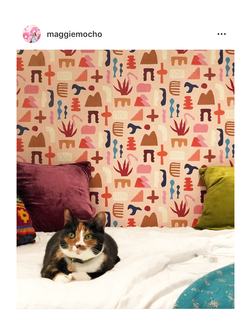 Kitten - HD Wallpaper 