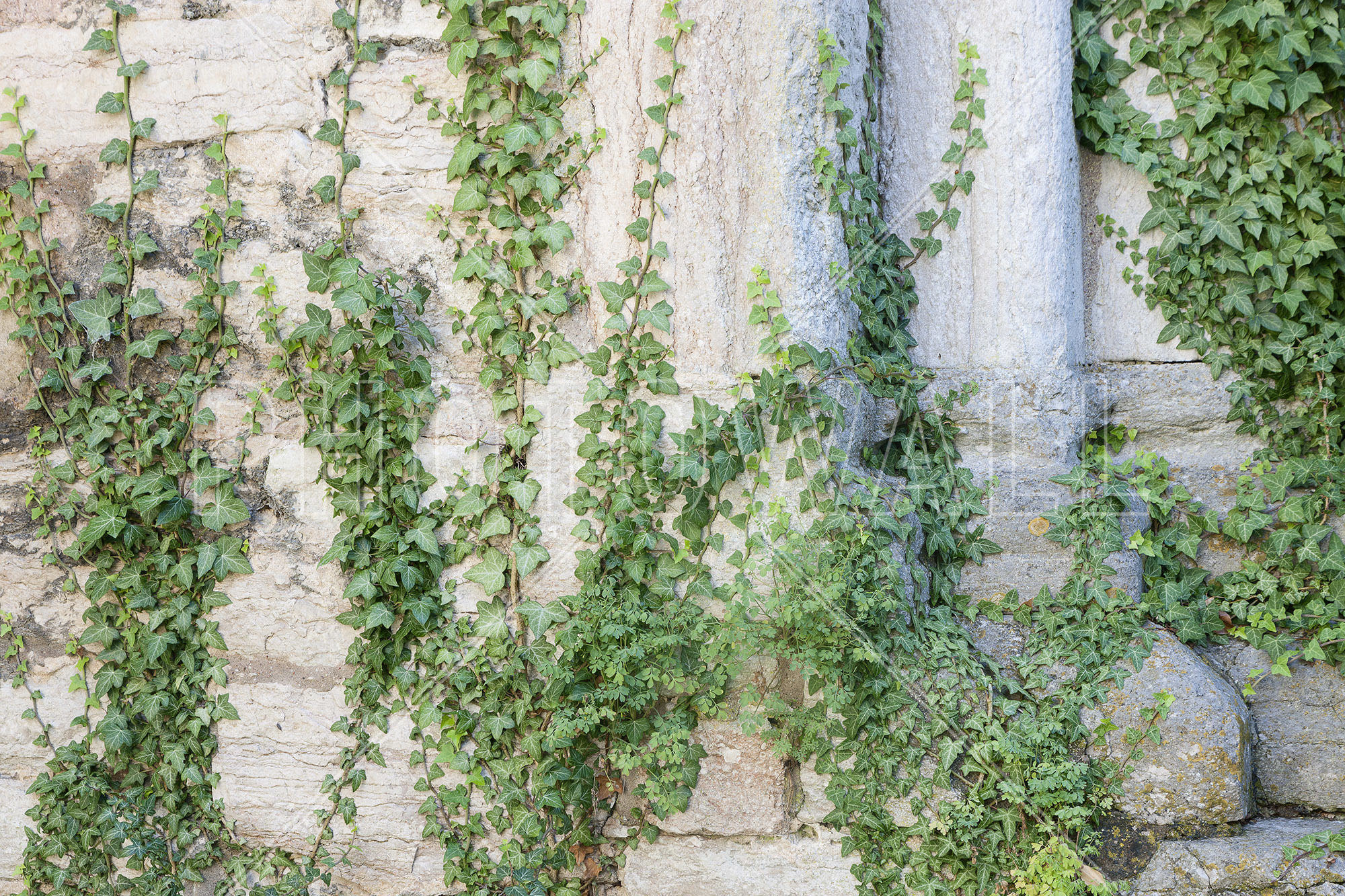 Ivy Ruin - Wallpaper - Kitchen - Ivy Ruin - HD Wallpaper 