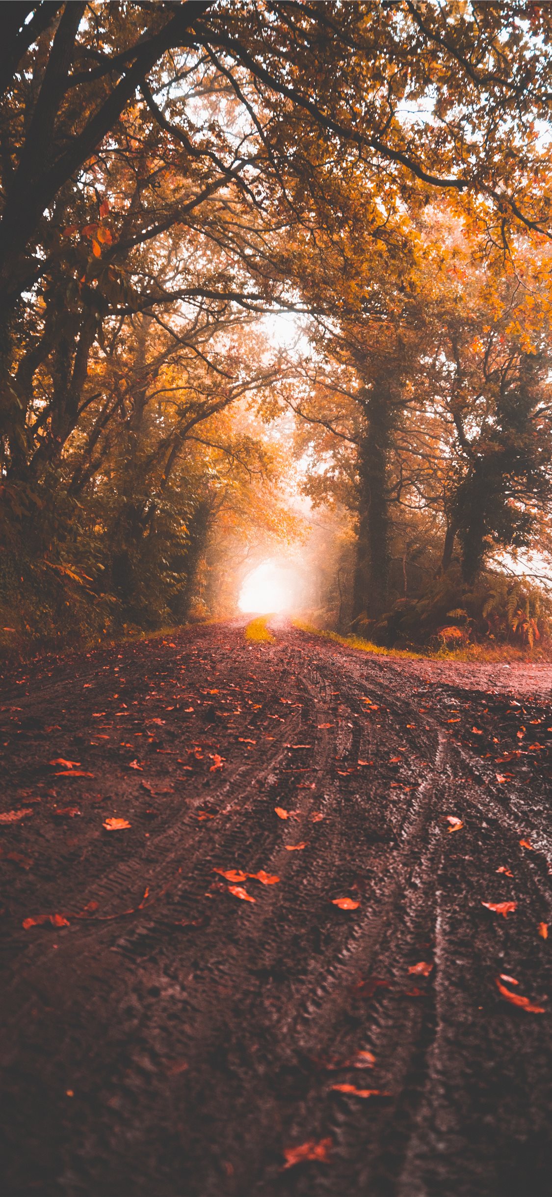 Nature Background - HD Wallpaper 