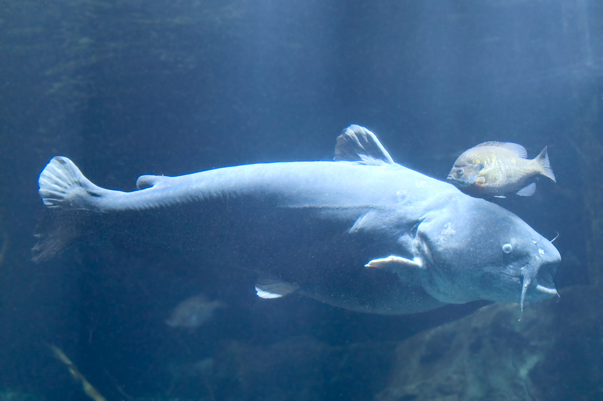 National Blue Catfish Wallpaper - Catfish - HD Wallpaper 