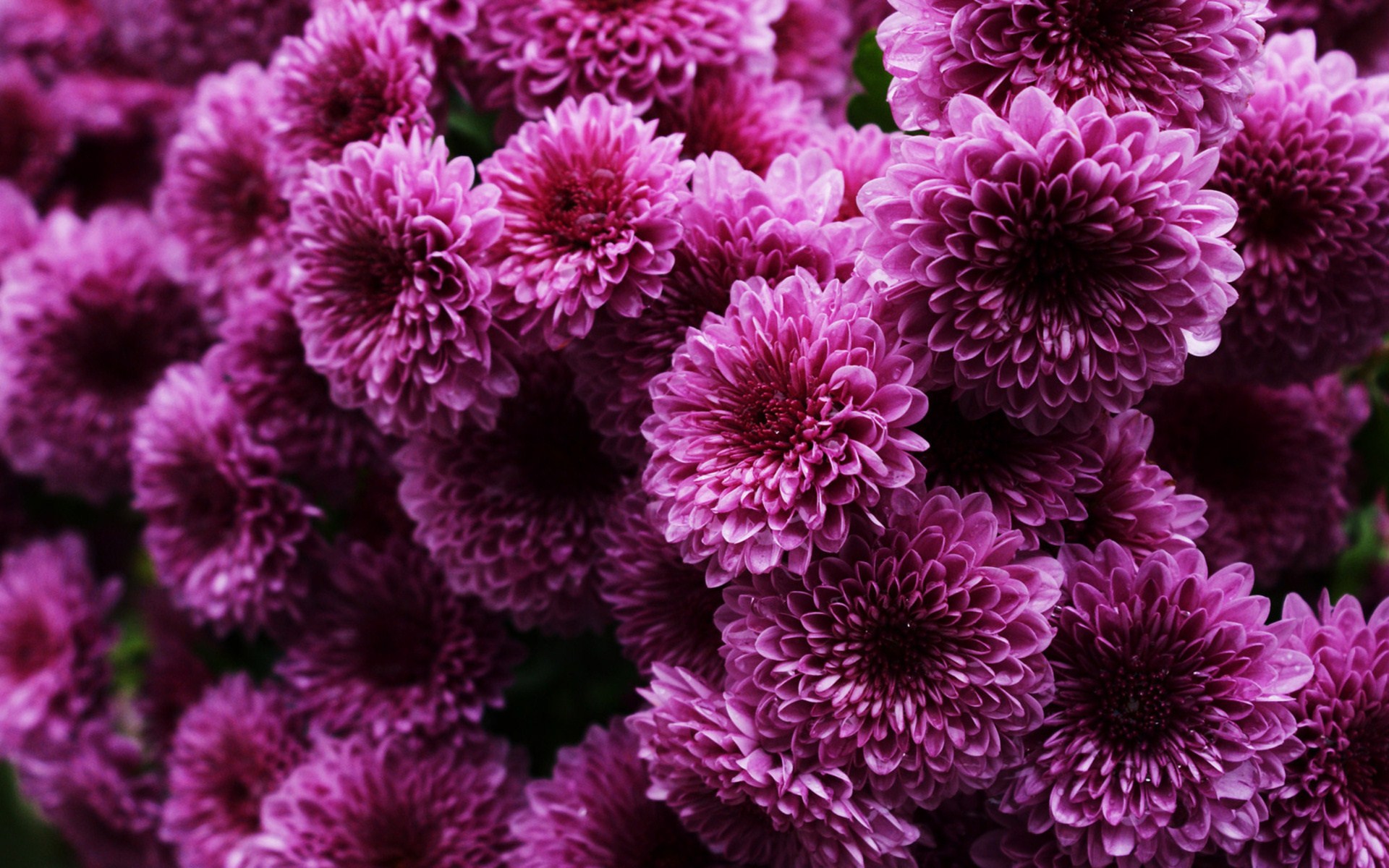 Purple Chrysanthemum Hd - HD Wallpaper 