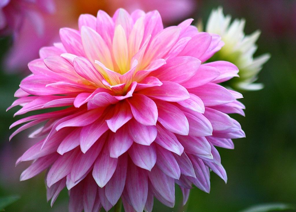 Chrysanthemum Wallpapers - HD Wallpaper 