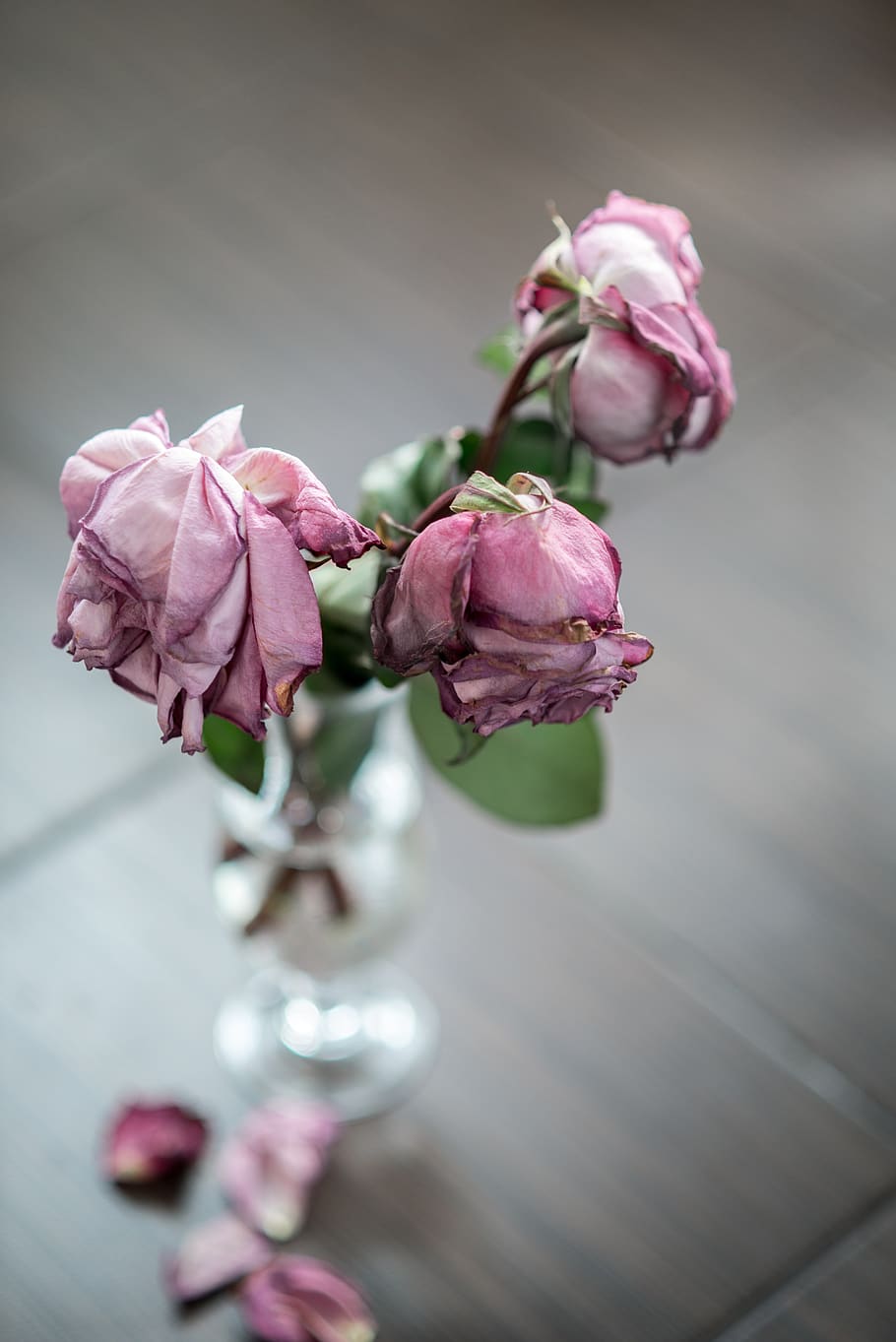 Rose, Vase, Dead, Dried Flowers, Petals, Pink, Sorrow, - Rose Pink Flower - HD Wallpaper 