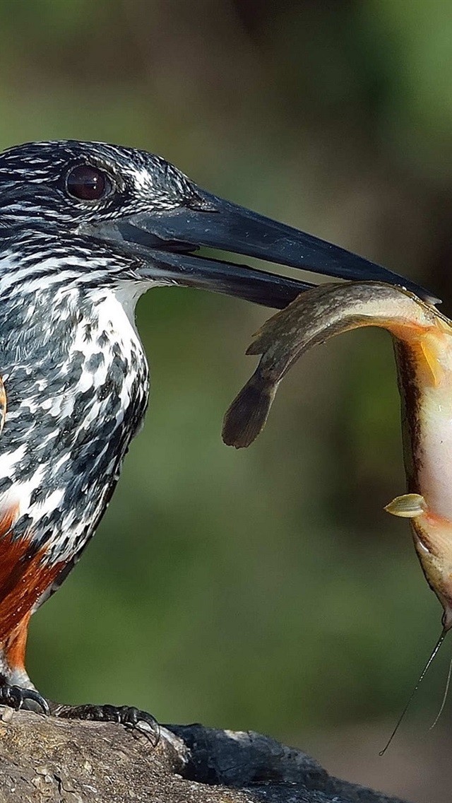 Catfish - HD Wallpaper 