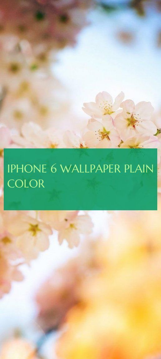 Iphone 6 Wallpaper Plain Color - Cherry Blossom - HD Wallpaper 