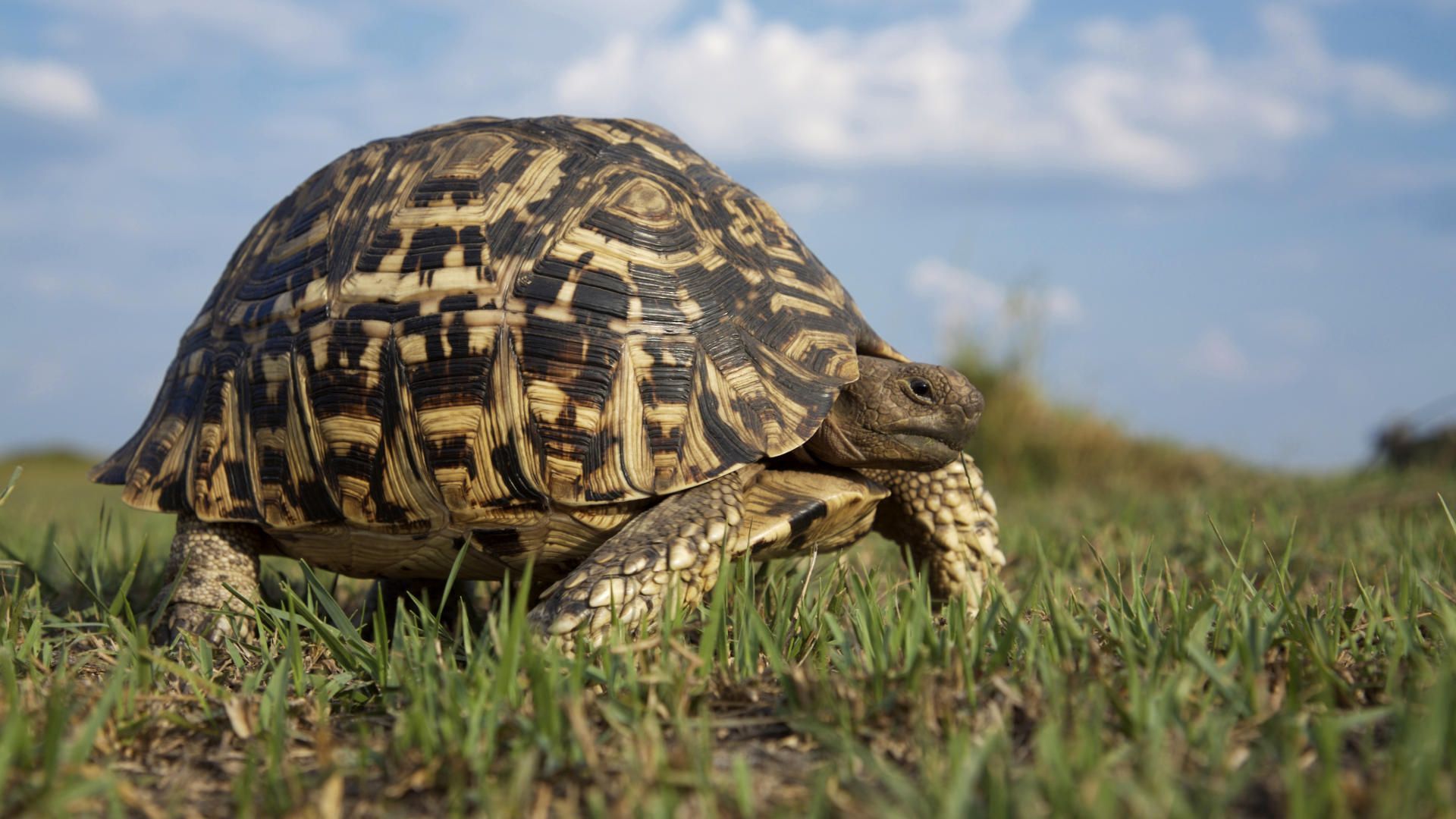 Tortoise Hd - HD Wallpaper 