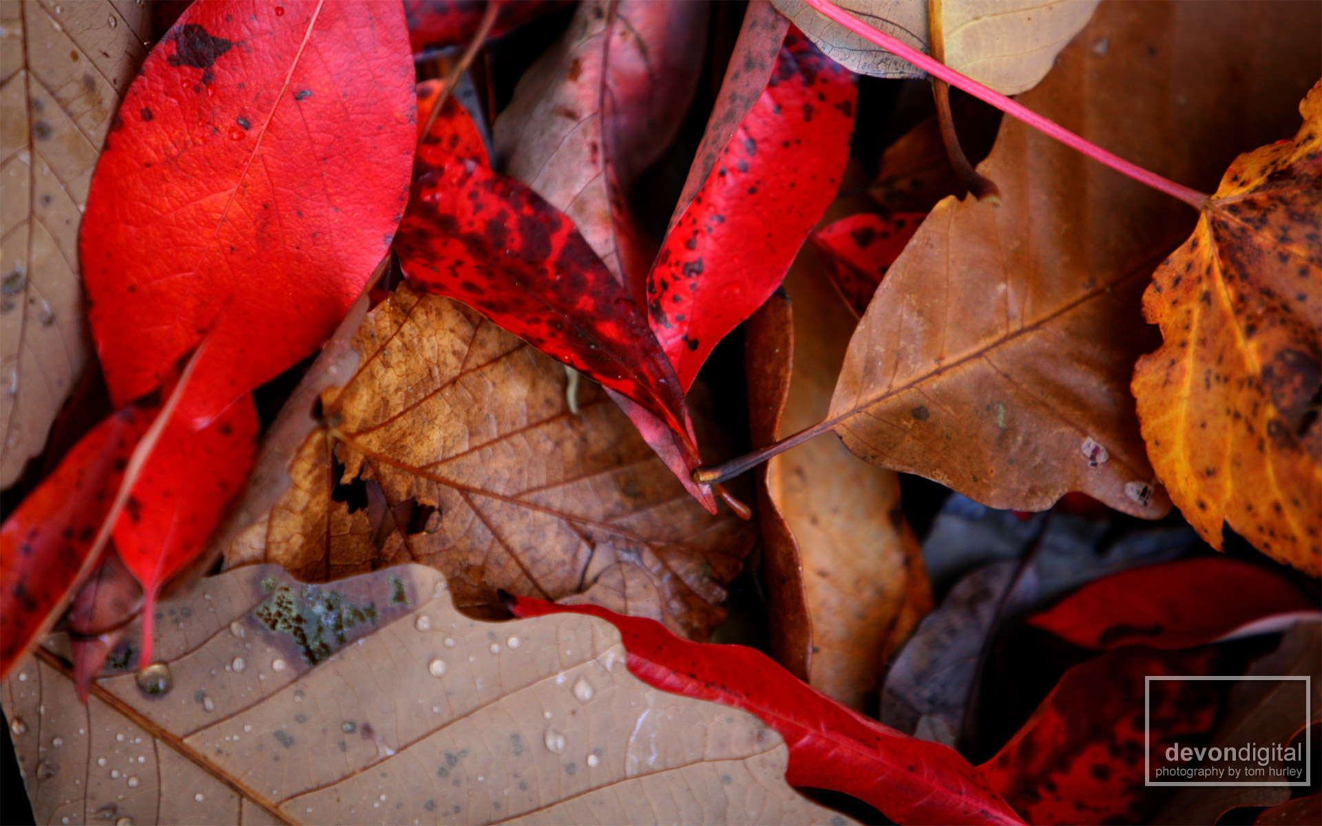 North Carolina Fall Leaves - Autumn - HD Wallpaper 