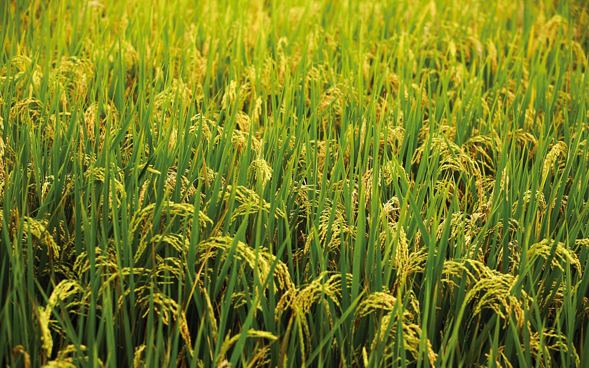 High Resolution Rice Field - HD Wallpaper 