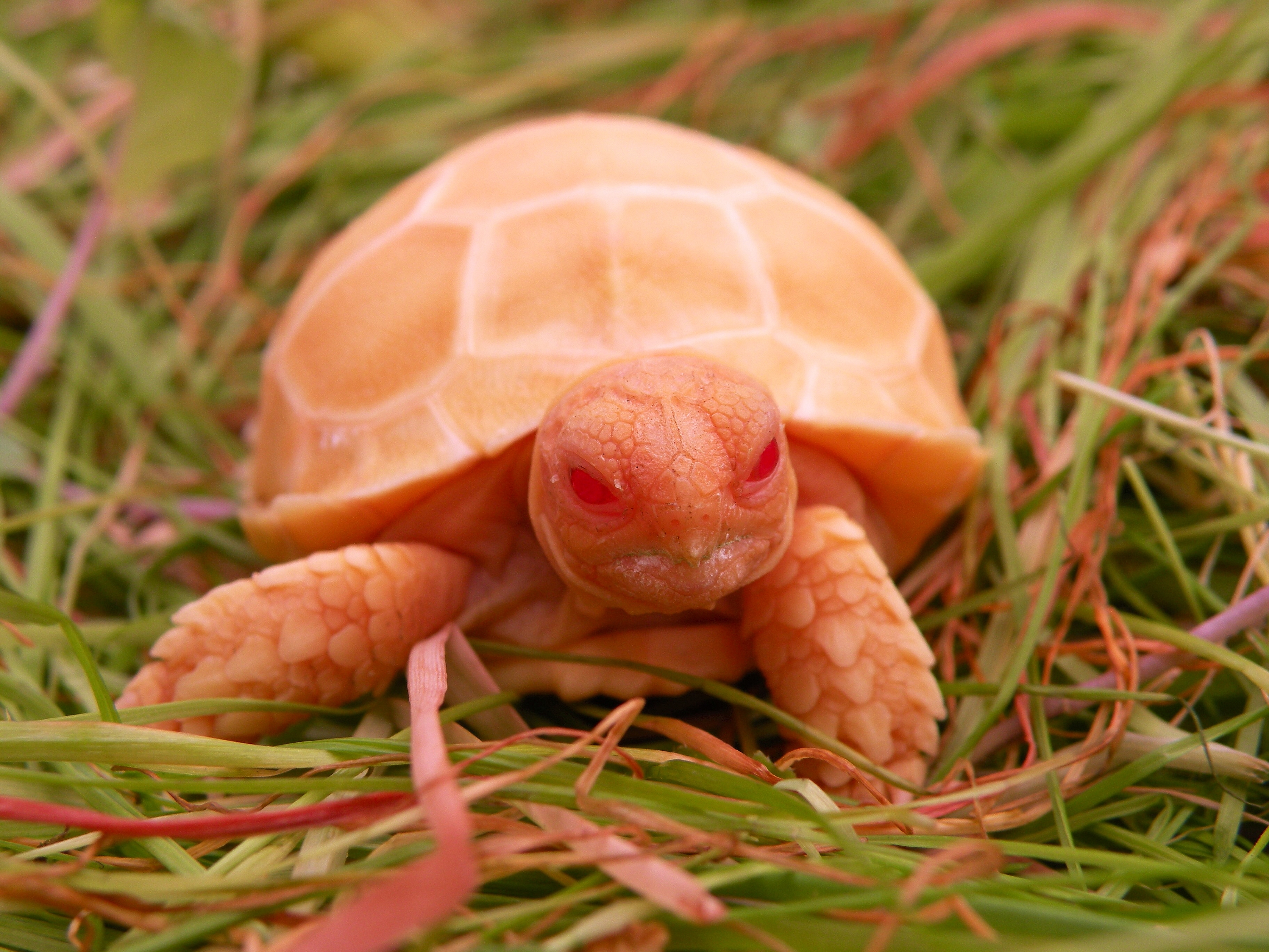 Sulcata Tortoise - HD Wallpaper 
