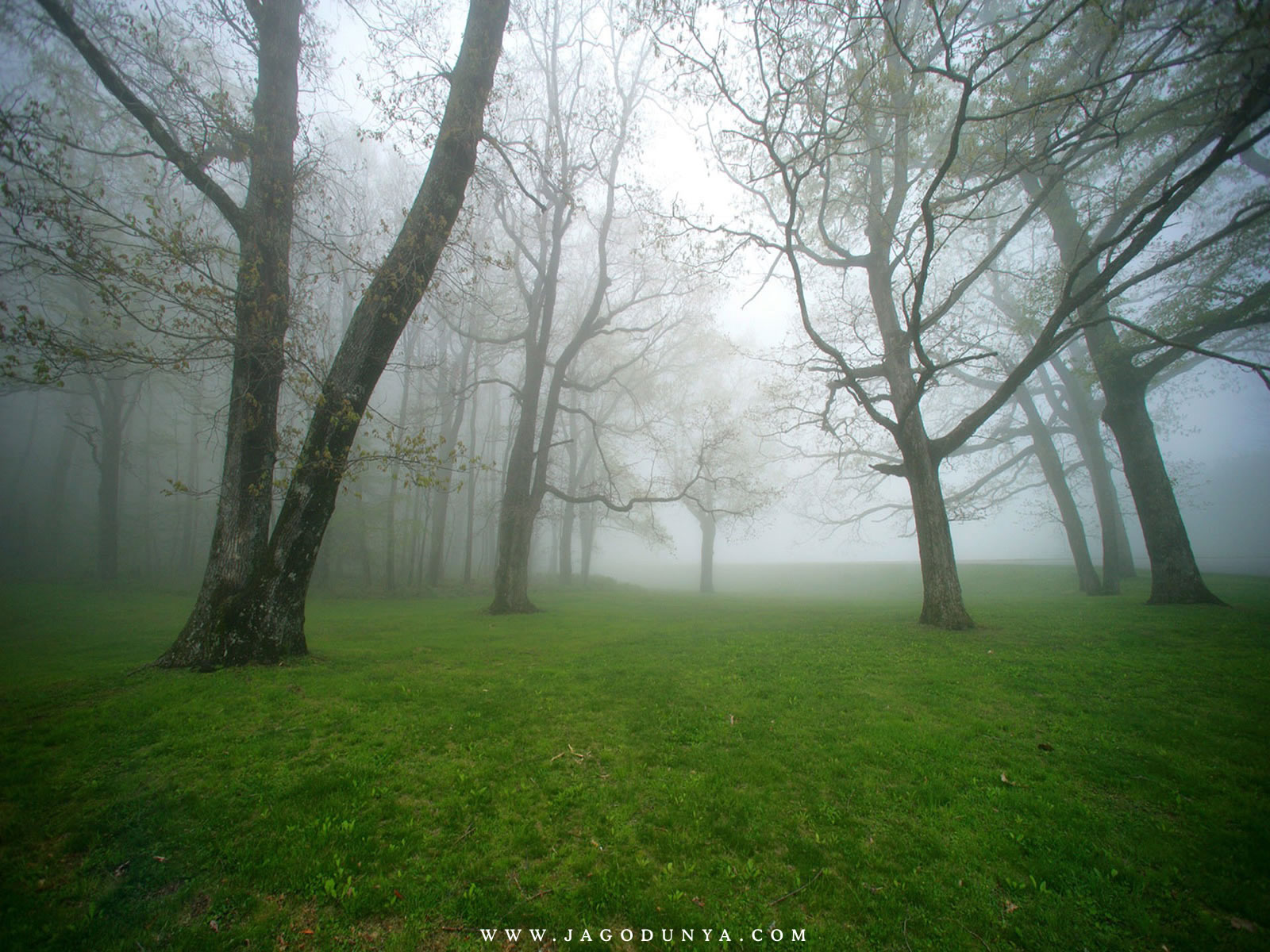 Widescreen Wallpapers High Resolution - HD Wallpaper 