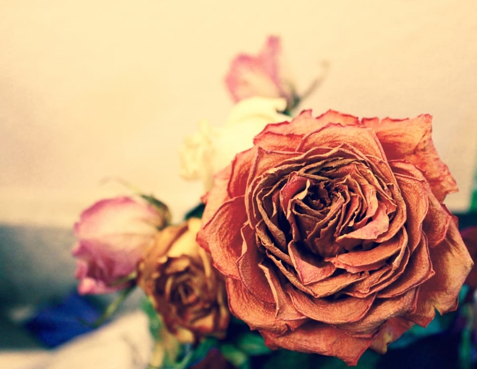 Rose, Dead, Orange, Yellow, Pink, Flower, Flower, Rose - Dead Orange Rose - HD Wallpaper 