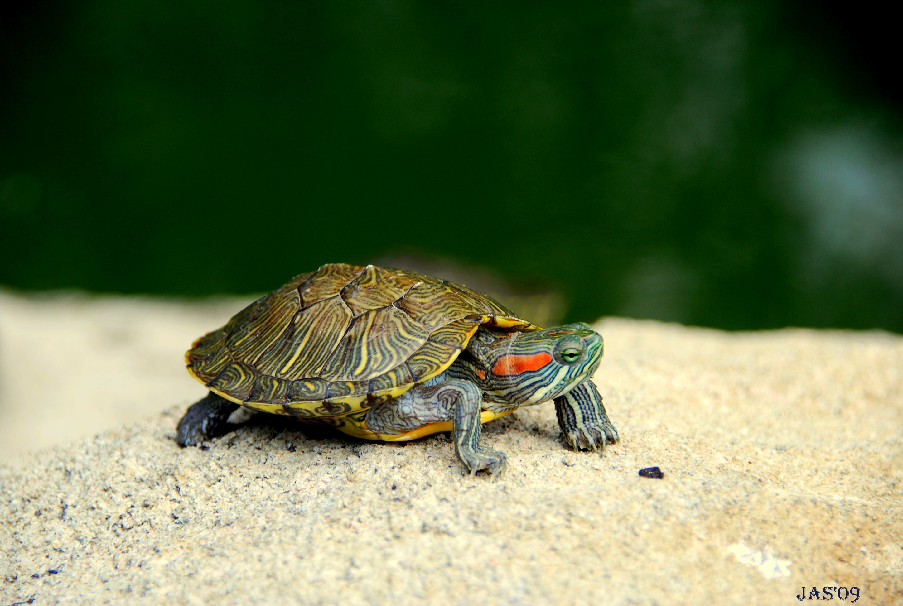 Cute Tortoise Desktop Wallpaper - Cute Turtle Wallpaper Hd - HD Wallpaper 