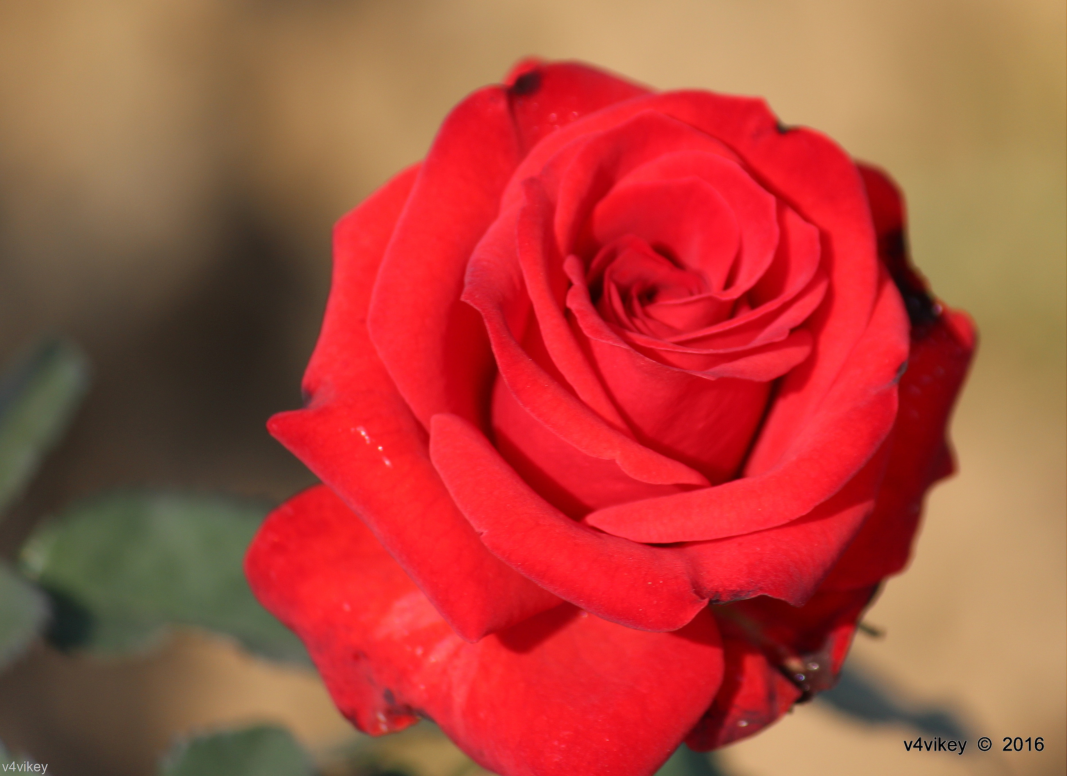 Floribunda - HD Wallpaper 