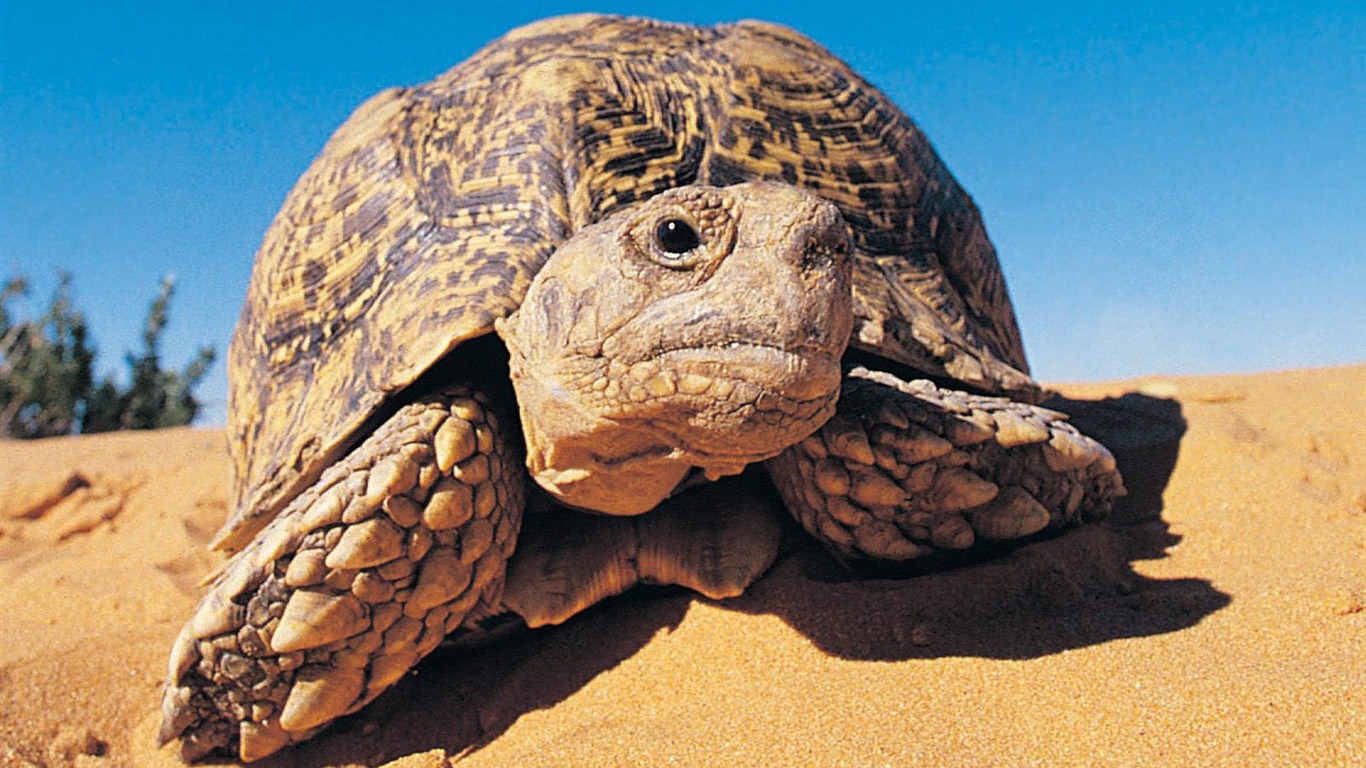 Leopard Tortoise Wallpaper2011 - Leopard Tortoise - HD Wallpaper 