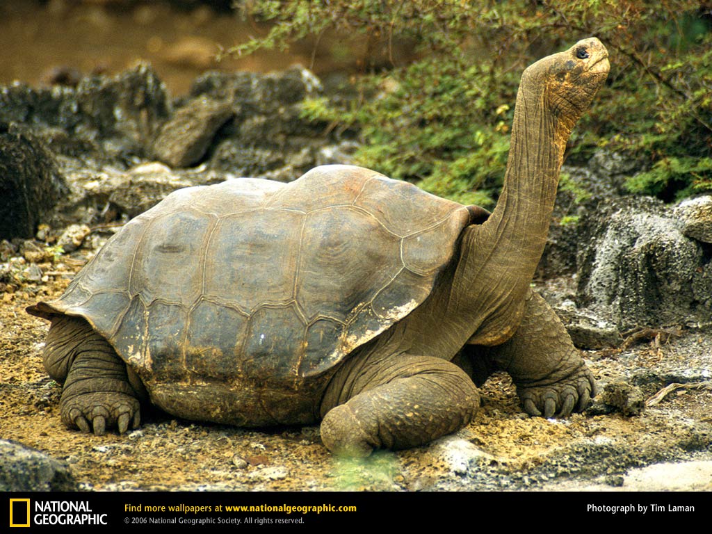 Ultra Hd Tortoise Wallpapers - HD Wallpaper 