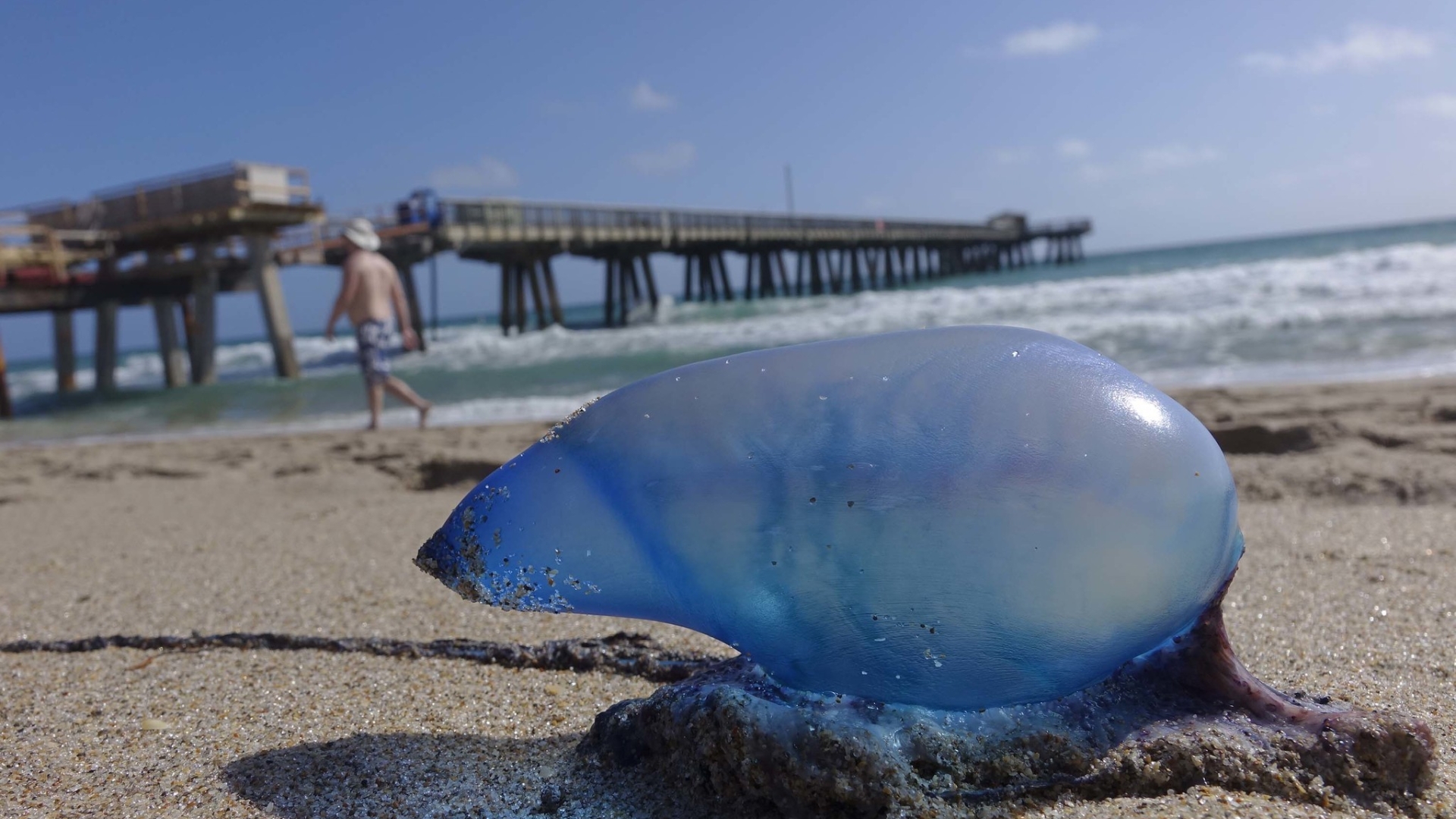 Portuguese Man Of War Miami - HD Wallpaper 