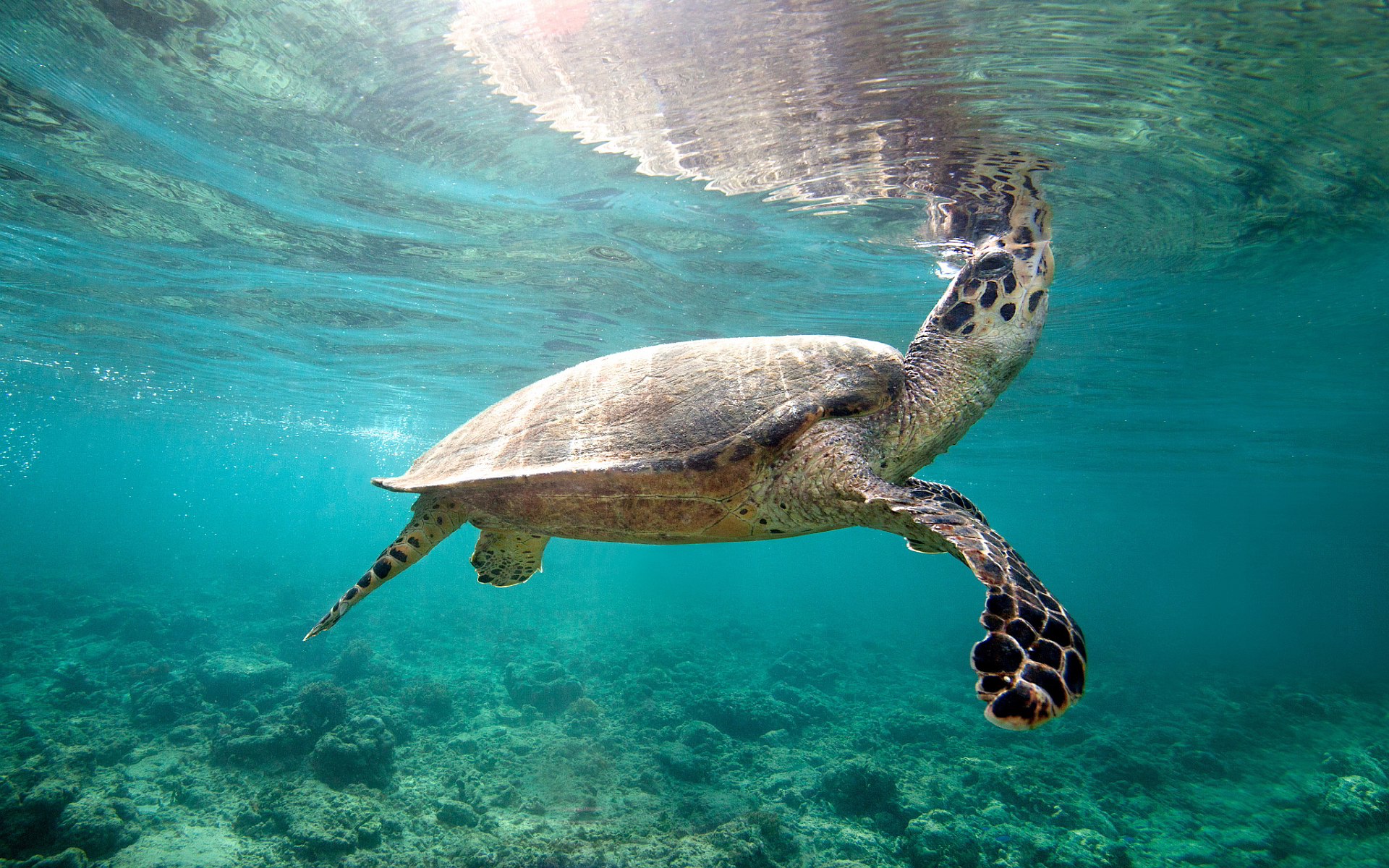 Water Tortoise Wallpaper Hd - Costa Maya Sea Turtles - HD Wallpaper 