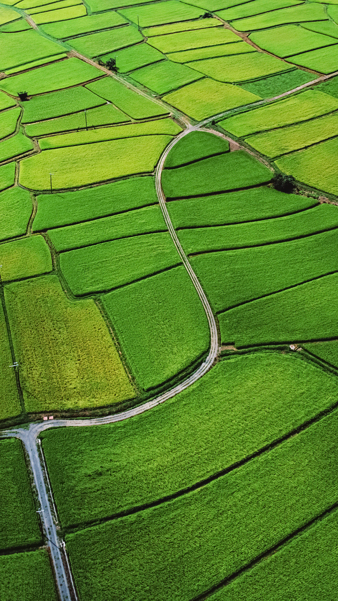 Rice Field Htc One Wallpaper - Iphone 6 Plus Wallpaper Hd Green - HD Wallpaper 