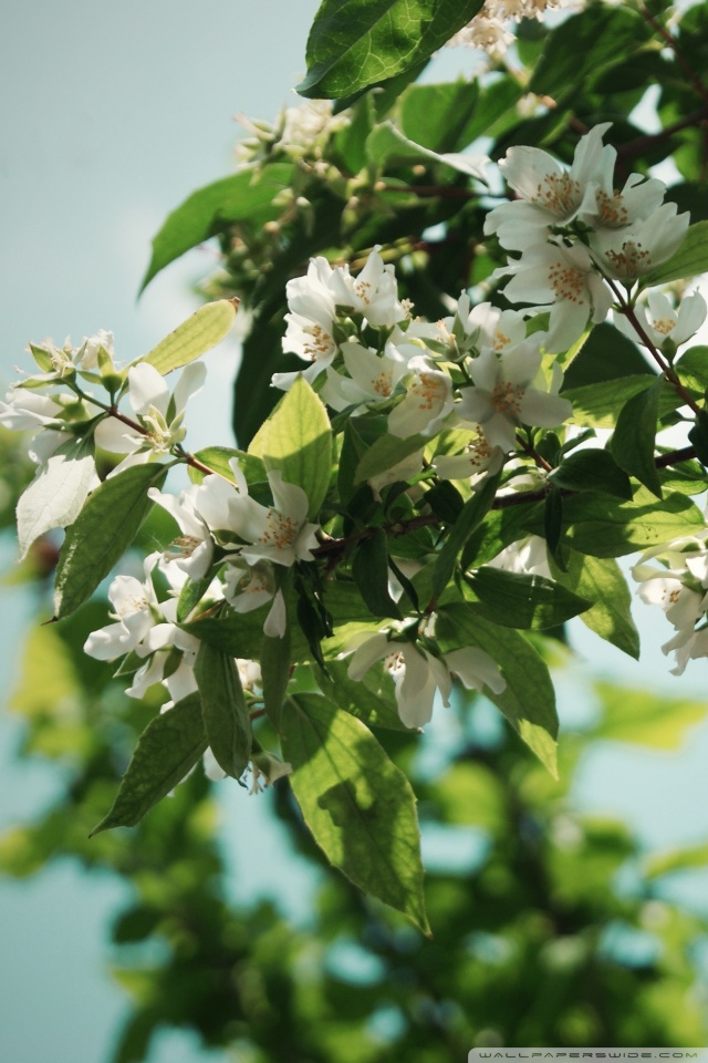 Jasmine Flower Wallpaper 6s - 640x960 Wallpaper Jasmine Flower Wallpaper 6s - 640x960 Wallpaper