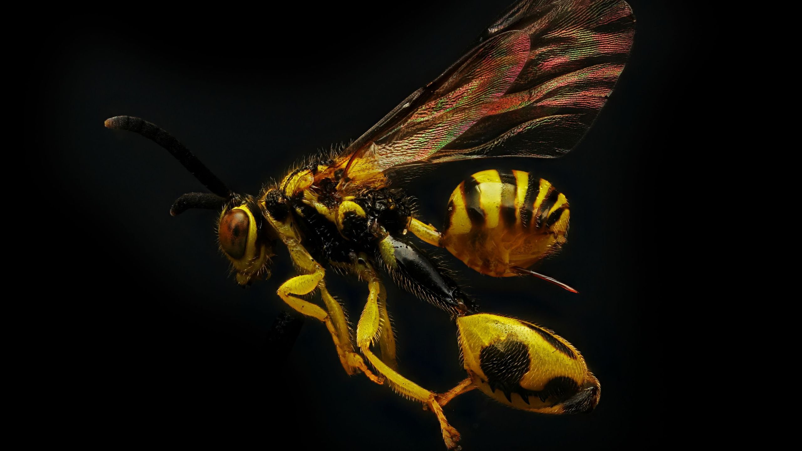 Whoa Wasp From Connecticut Hd Wallpaper - Wasp - HD Wallpaper 