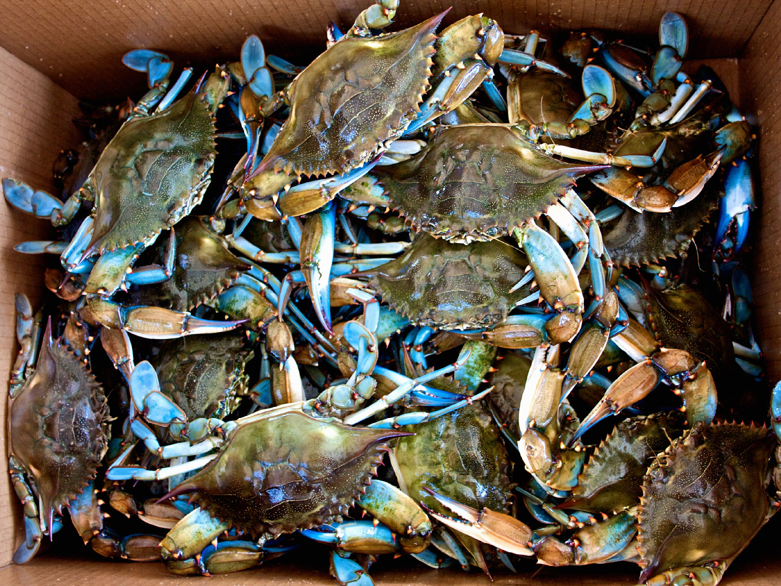 Seafood - HD Wallpaper 