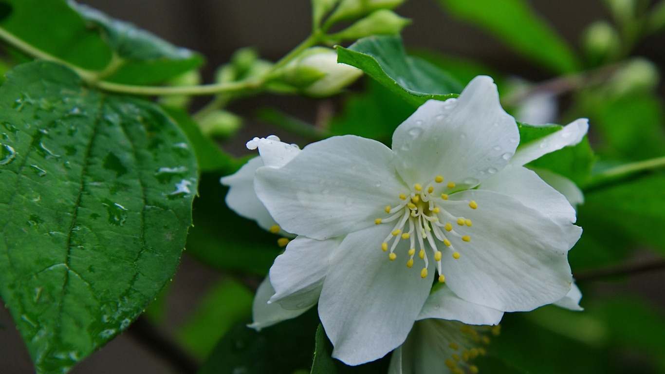 Jasmine-flower Desktop Wallpaper2012 - Jasmine Flower Hd - HD Wallpaper 