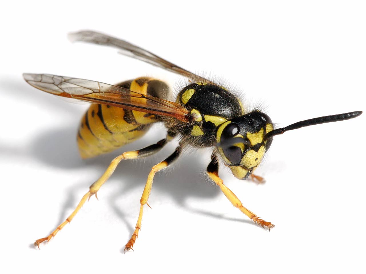 Free Wasp Wallpaper Wallpapers Download - Wasp European - HD Wallpaper 