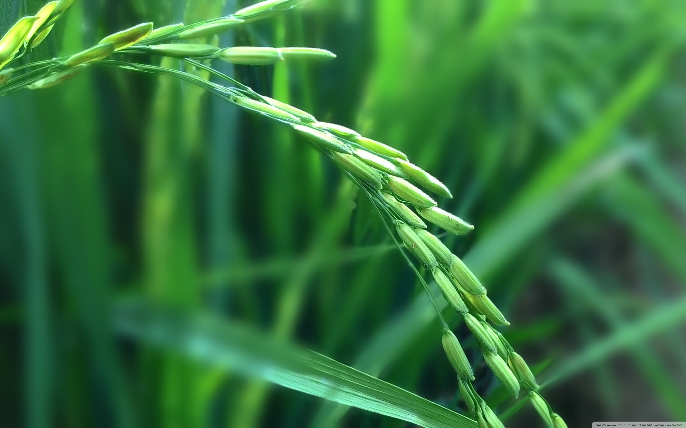 Rice Plant Images Hd - HD Wallpaper 