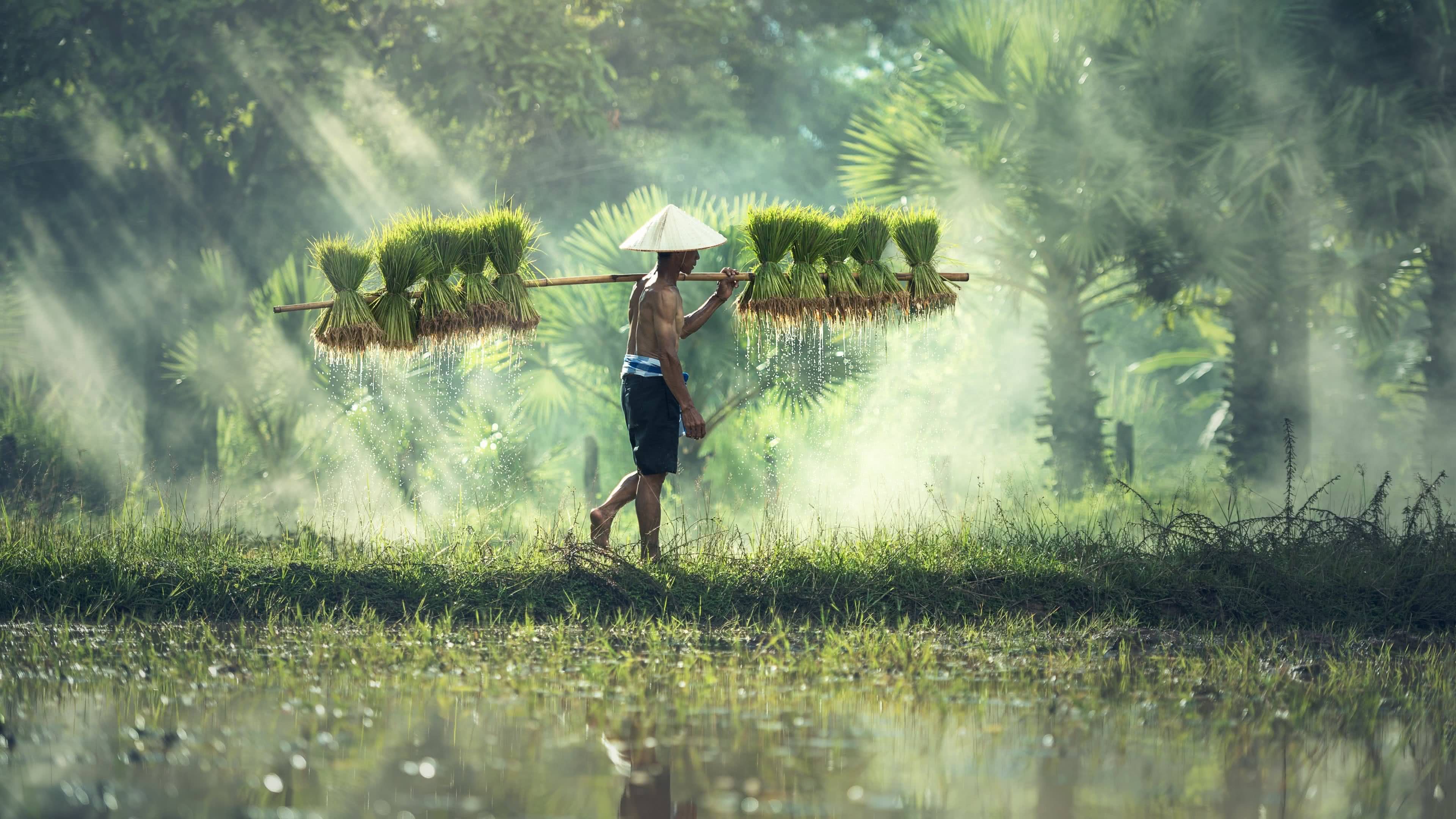4k Farmer - HD Wallpaper 