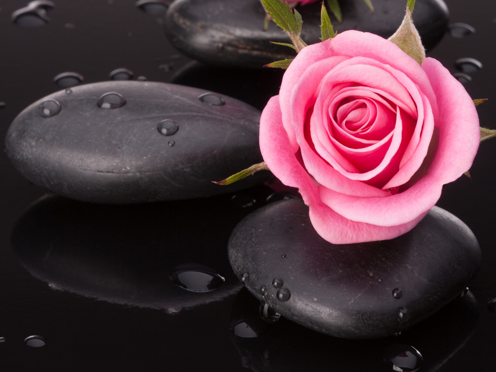 Iphone Rose - HD Wallpaper 