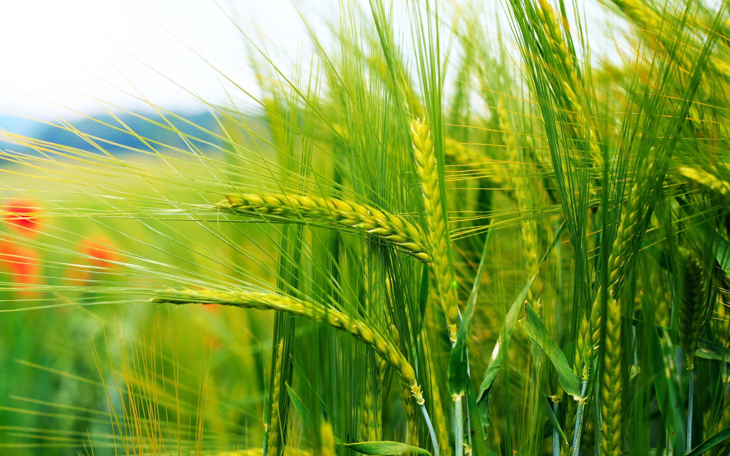 Wheat Hd - HD Wallpaper 