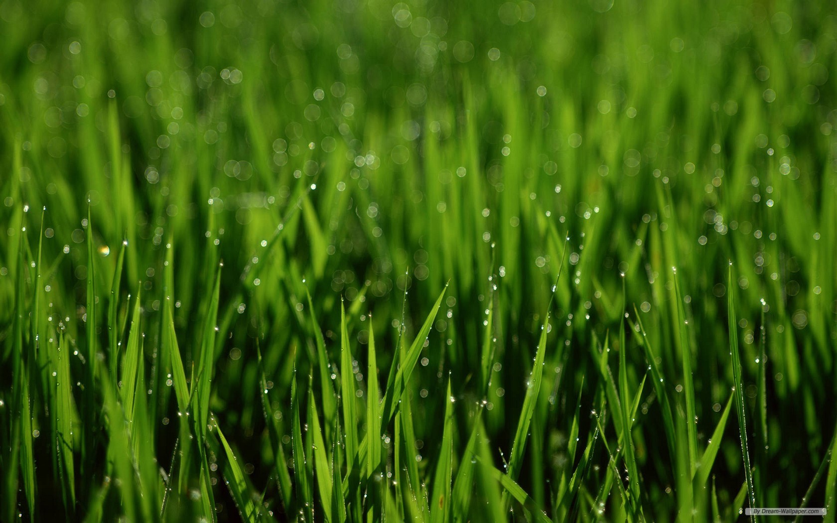 Free Nature Wallpaper - Grass Has So Little To Do - HD Wallpaper 