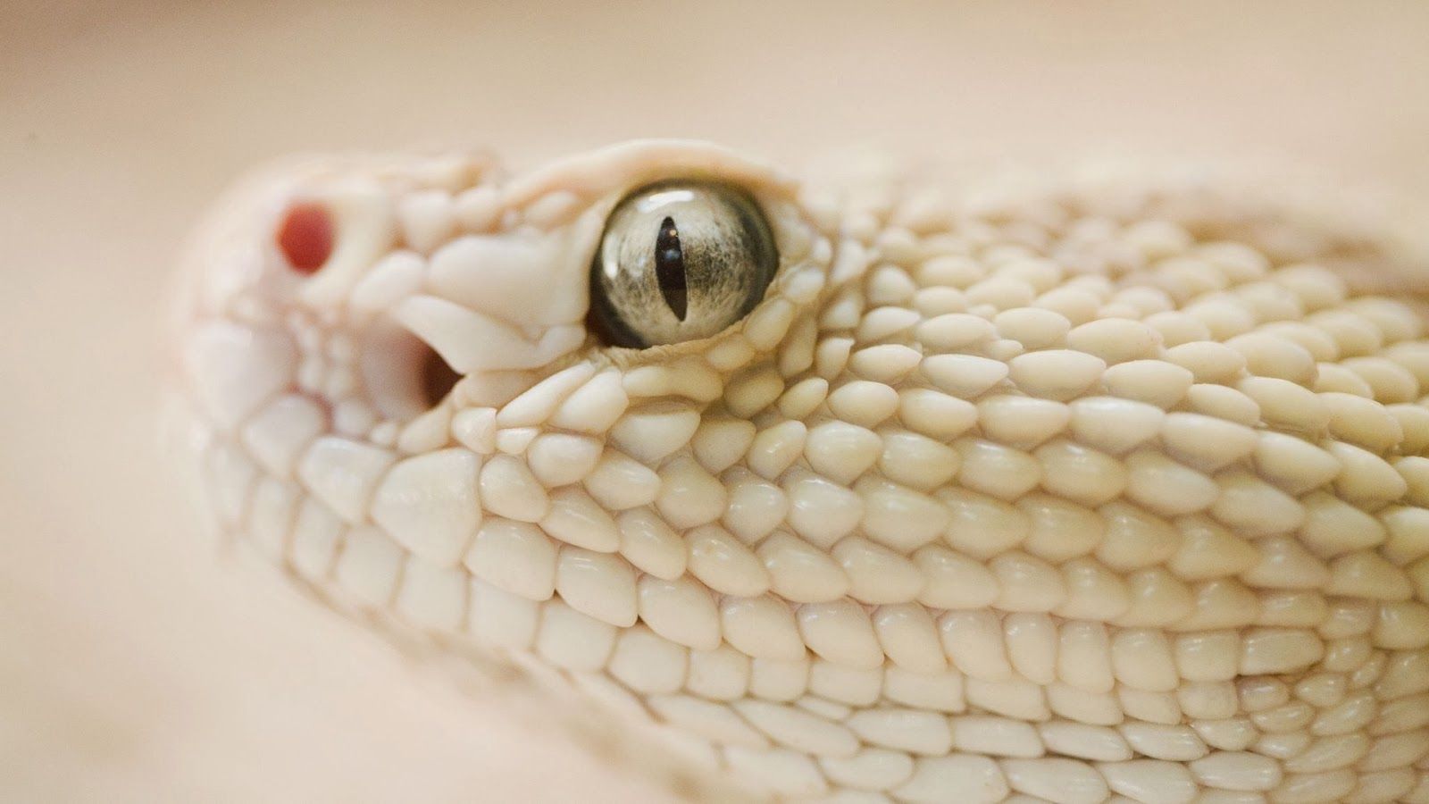 White Snake Images Hd - HD Wallpaper 