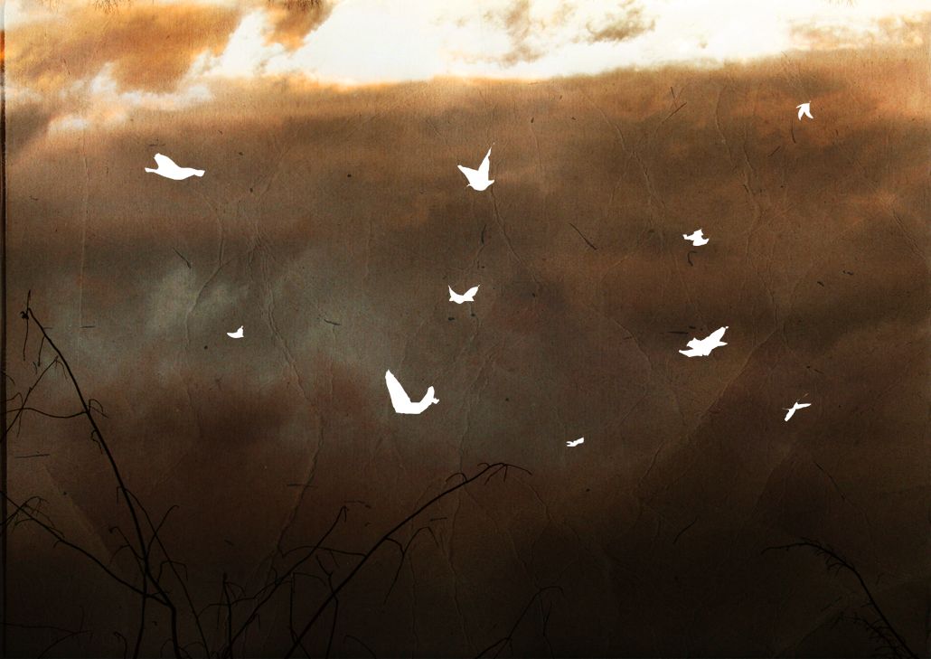 We Are Not Fallen Angels Risen Apes - HD Wallpaper 