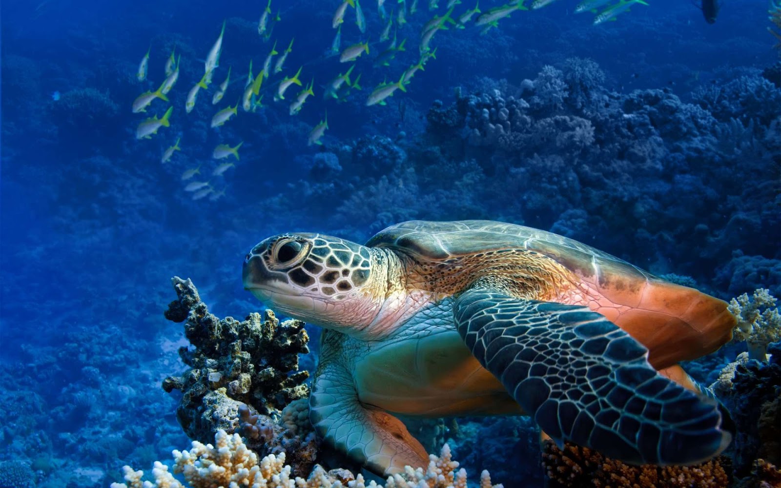 Marine Life In Panama - HD Wallpaper 