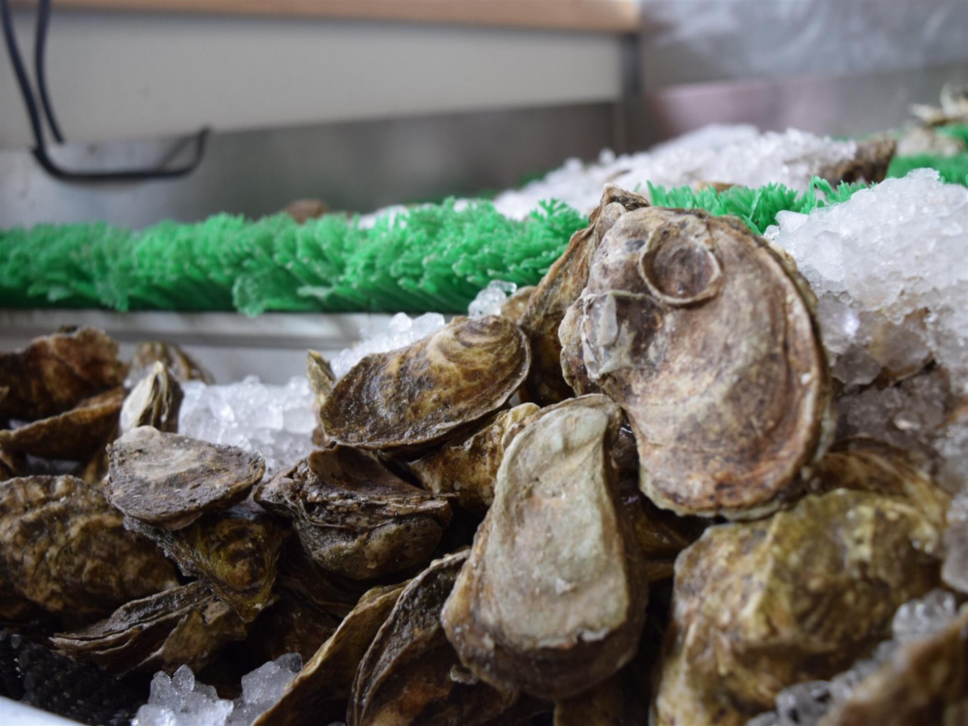 Tiostrea Chilensis - HD Wallpaper 