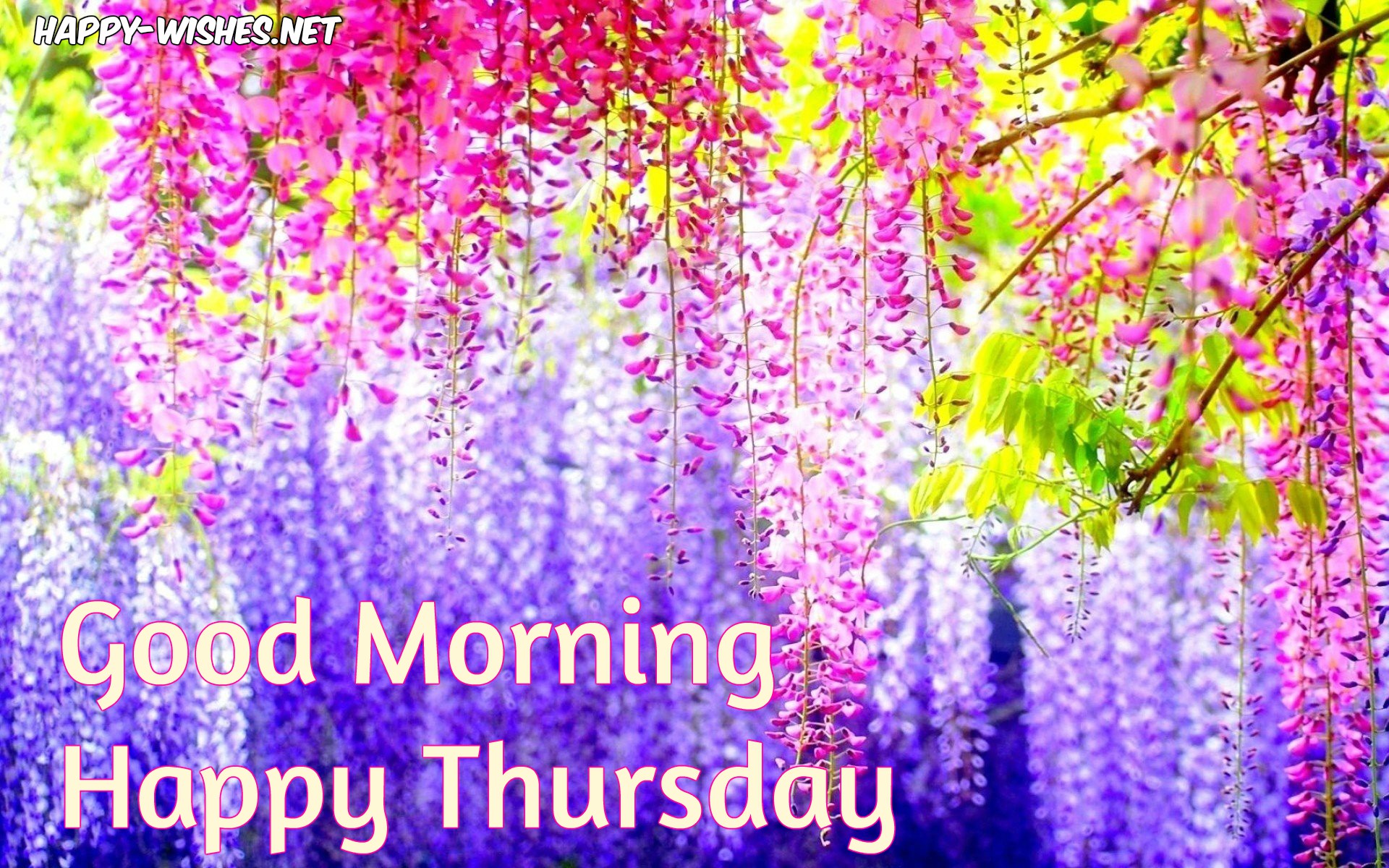 Good Morning Wishes On Thursday - Good Morning Thursday Wishes - HD Wallpaper 