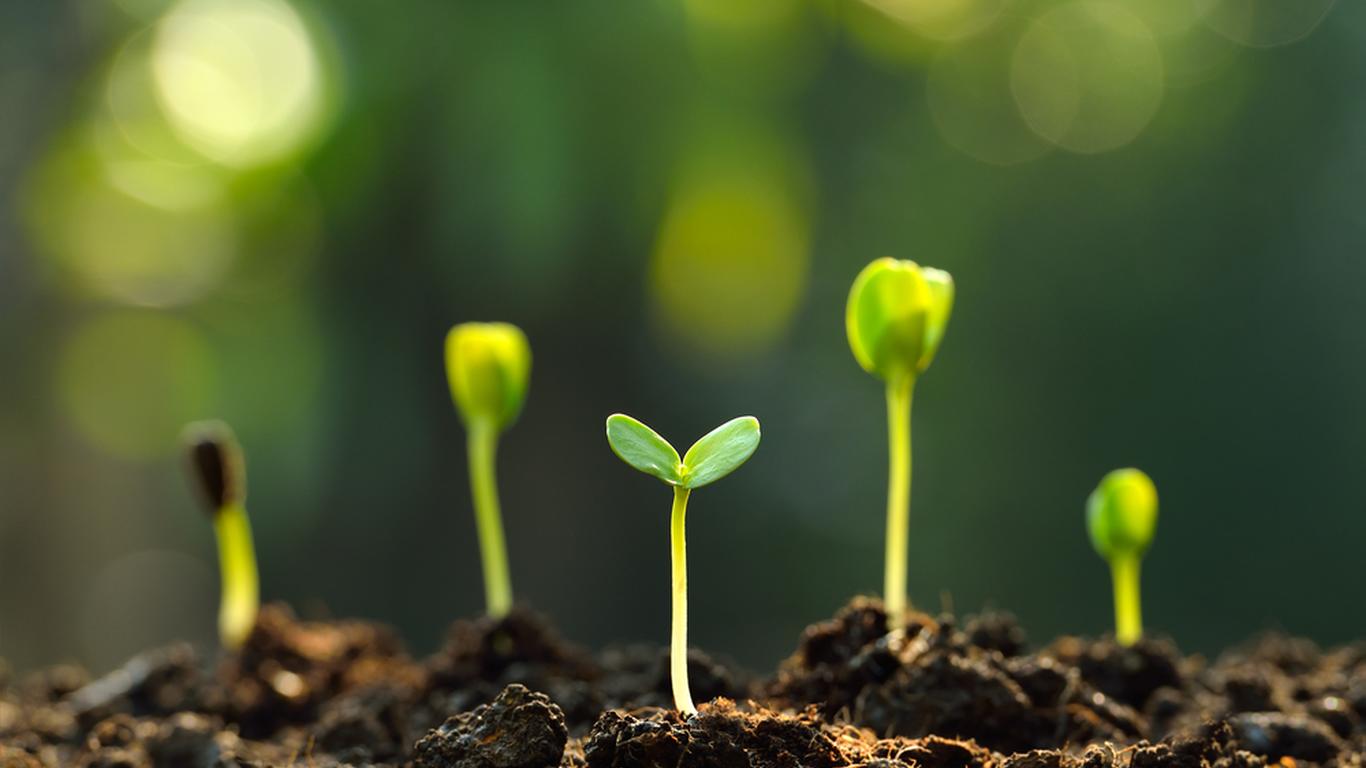 Group Of Green Sprouts Growing Out From Soil - Regenerative Plants - HD Wallpaper 