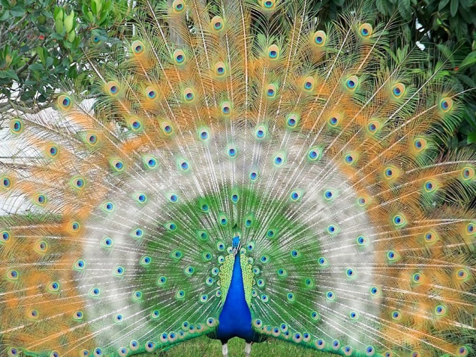 Desktop Birds Peacock Images Free Download - Indian Flag On Peacock - HD Wallpaper 