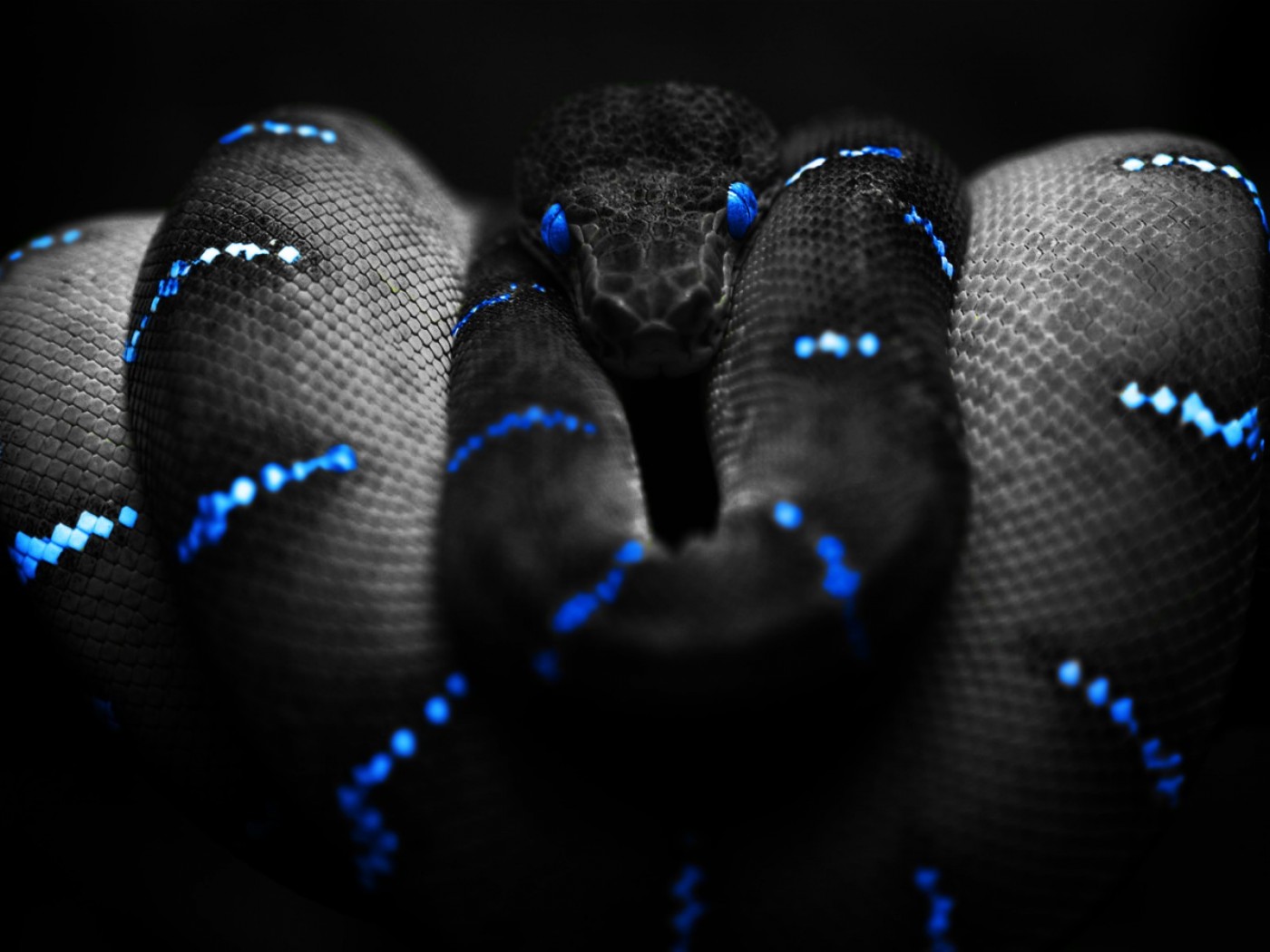 Black Wallpaper Animals - HD Wallpaper 